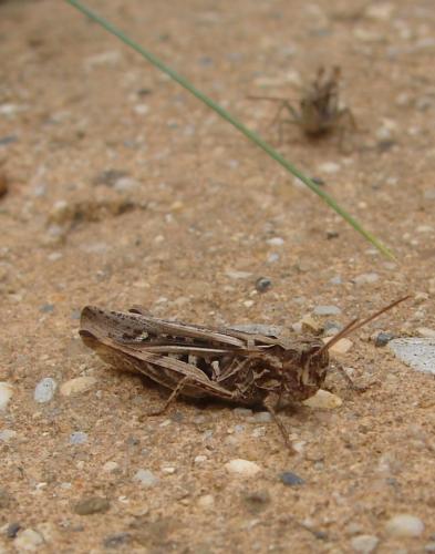 Réf. 49 651 : Chorthippus brunneus brunneus