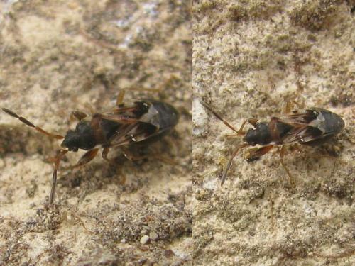 Réf. 49 657 : Scolopostethus affinis