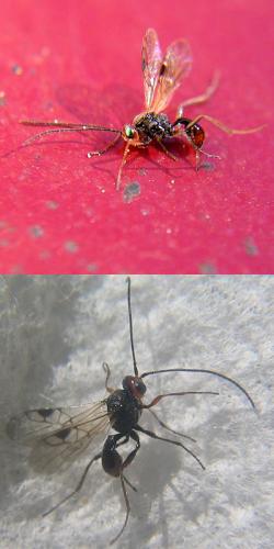 Dinocampus coccinellae