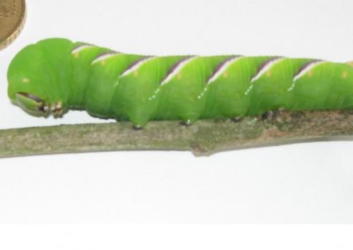Sphinx ligustri