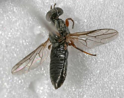 Scenopinus fenestralis