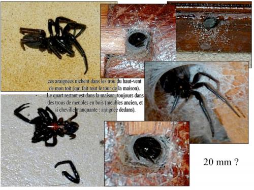 Réf. 49 568 : Segestria sp.