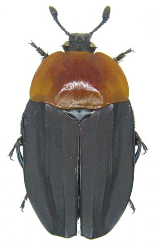 Réf. 49 329 : Necrophila brunnicollis