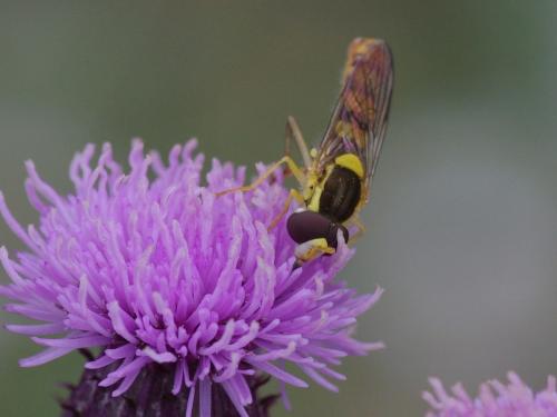 Sphaerophoria sp.