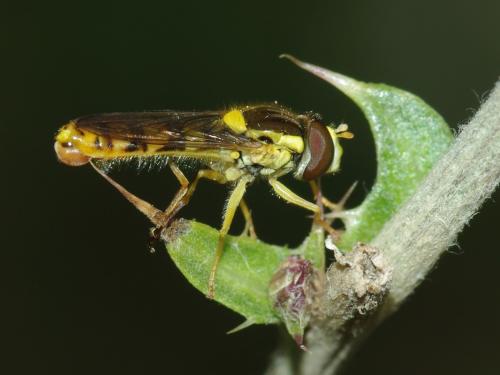 Sphaerophoria sp.