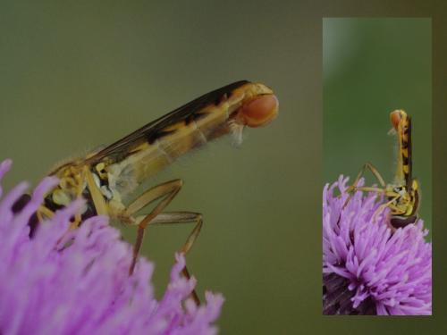 Réf. 49 153 : Sphaerophoria sp.