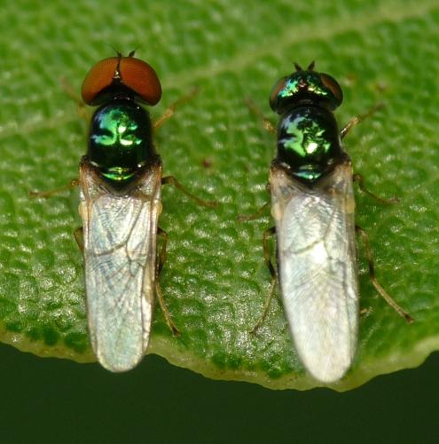 Réf. 49 063 : Microchrysa polita