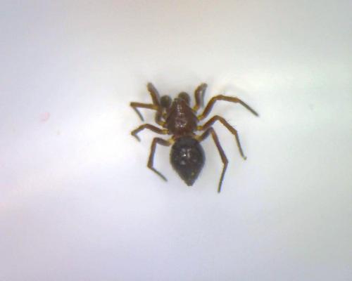 Euryopis episinoides