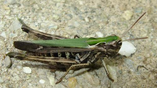 Réf. 49 265 : Omocestus rufipes