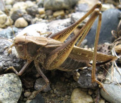 Réf. 49 576 : Platycleis albopunctata