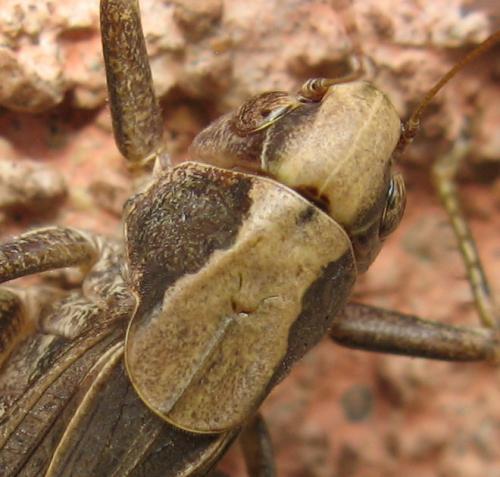 Réf. 49 579 : Platycleis albopunctata