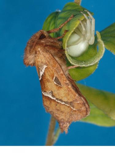 Triodia sylvina