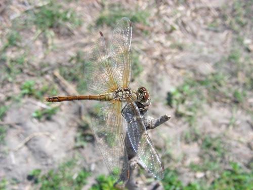 Sympetrum sanguineum