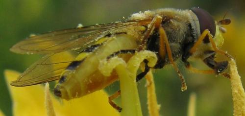 Syrphus vitripennis