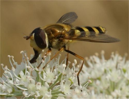Réf. 49 939 : Syrphus torvus
