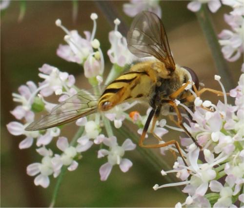 Syrphus ribesii