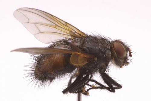 Réf. 49 219 : Nemoraea pellucida
