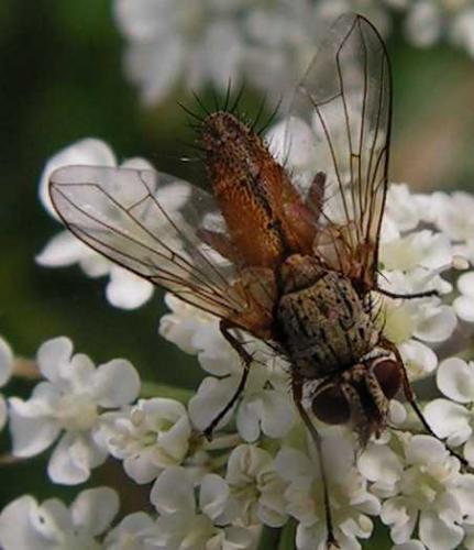 Solieria sp.