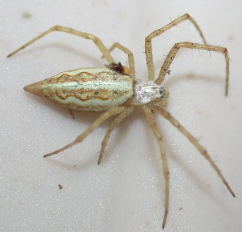 Réf. 49 889 : Argiope lobata