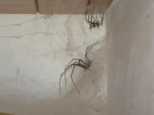 Tegenaria sp.