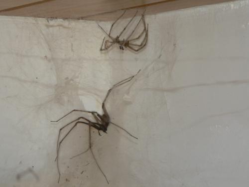 Tegenaria sp.