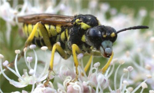Réf. 49 777 : Tenthredo sp.