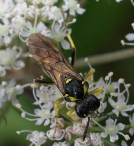 Tenthredo sp.