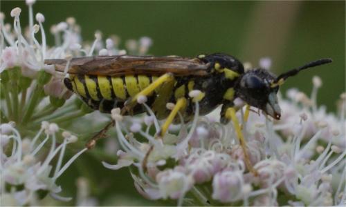 Tenthredo sp.