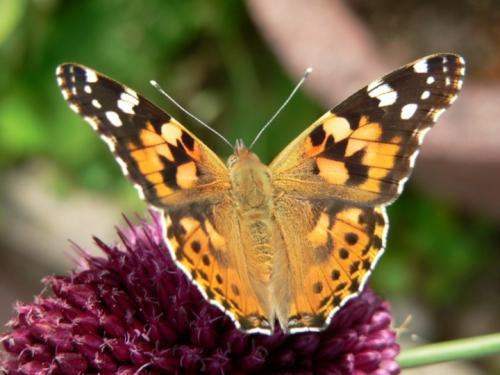 Réf. 49 569 : Vanessa cardui
