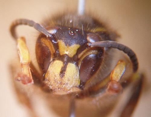 Dolichovespula media