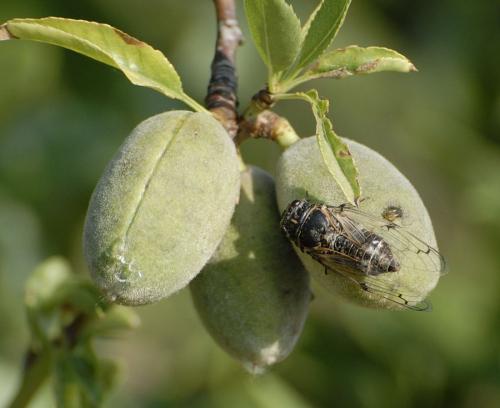 Cicadatra atra