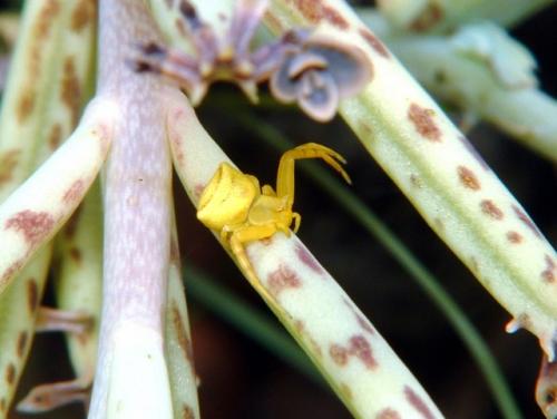 Thomisus sp.