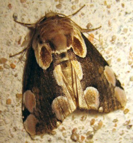 Réf. 49 820 : Thyatira batis