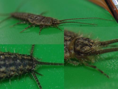 Réf. 49 737 : Ctenolepisma lineata