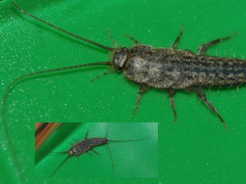 Ctenolepisma lineata