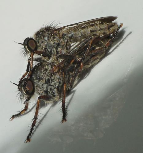 Réf. 49 952 : Tolmerus atricapillus