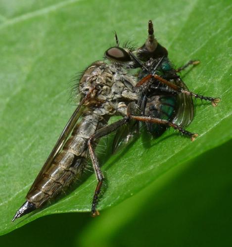 Tolmerus atricapillus
