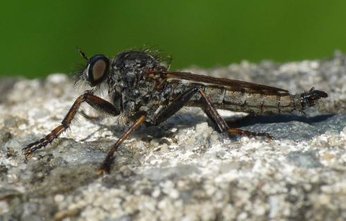 Tolmerus atricapillus