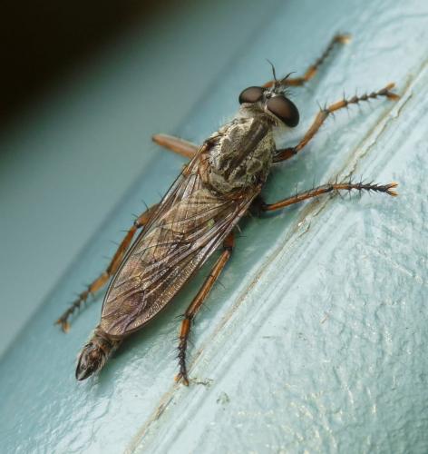 Tolmerus atricapillus