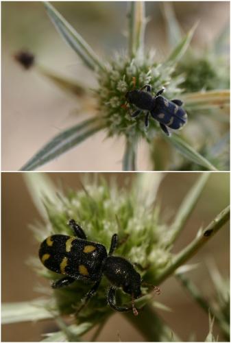 Réf. 49 175 : Trichodes flavocinctus