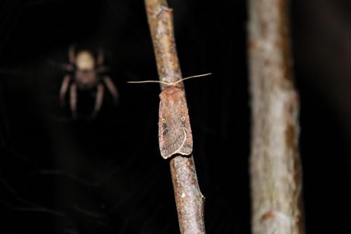 Xestia xanthographa