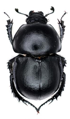 Trypocopris inermis