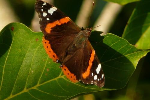 Vanessa atalanta