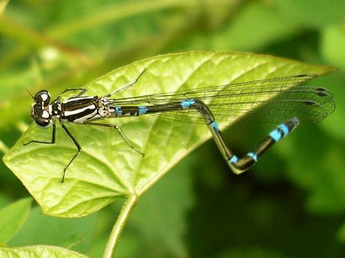 Réf. 49 291 : Coenagrion pulchellum