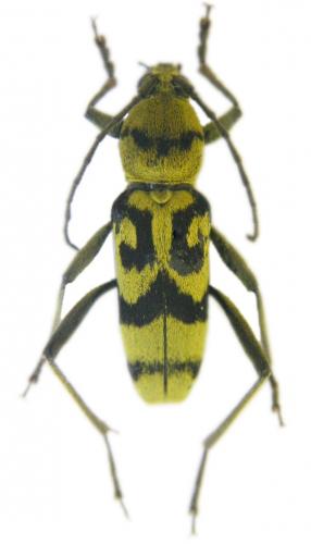 Réf. 49 083 : Chlorophorus varius