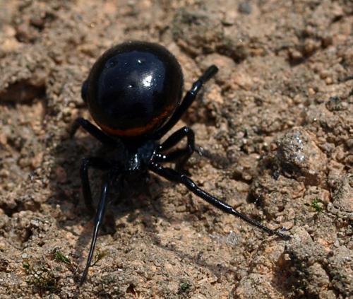 Steatoda paykulliana