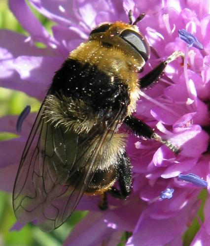 Merodon equestris