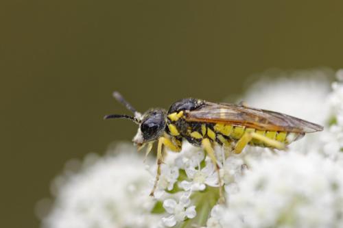Réf. 49 549 : Tenthredo arcuata
