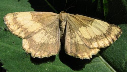 Réf. 49 364 : Angerona prunaria