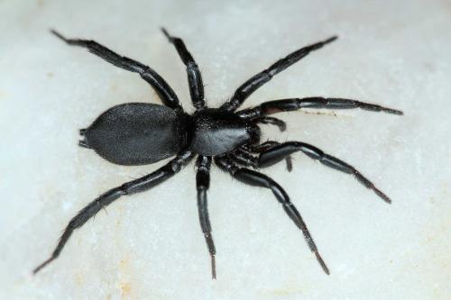 Zelotes erebeus